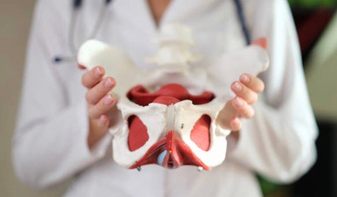 Difference Between Males And Females’ Pelvis, And Female Ligament Pelvis